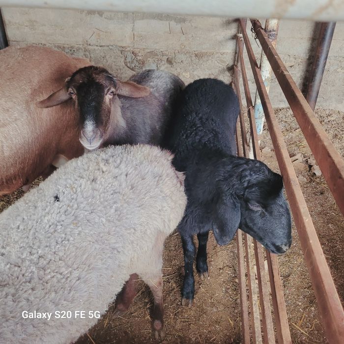 Boĝoz qòylar sotiladi