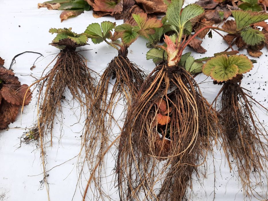 Comercializam stoloni capsuni Albion,soiuri anuale,zmura polka