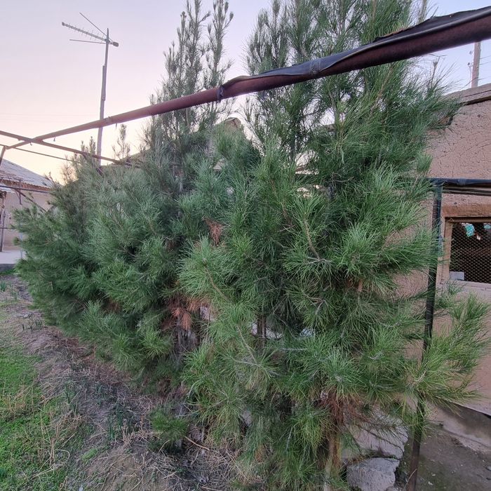 Арча ва гилос кочатлари