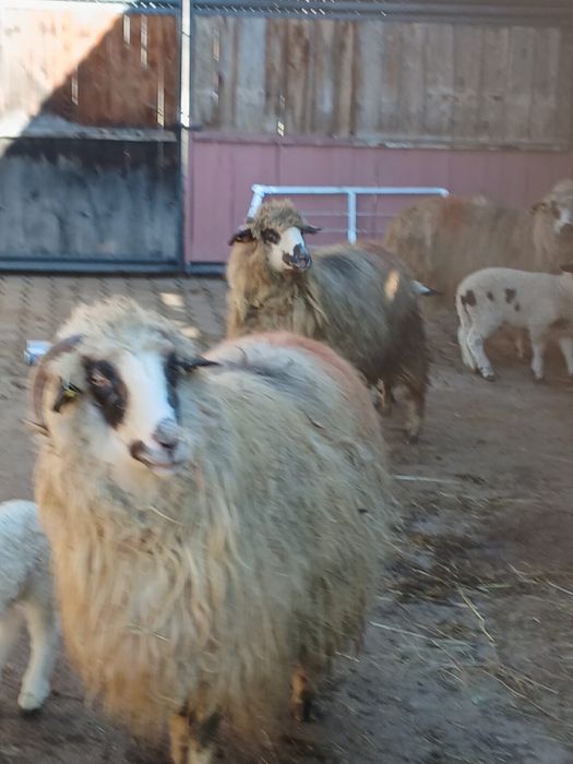 De vînzare oi cu miei