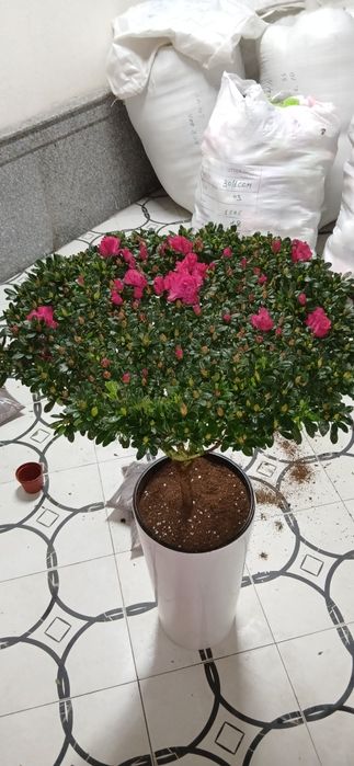 Азалия Azalia Azalea большой куст для подарки отличные выбор