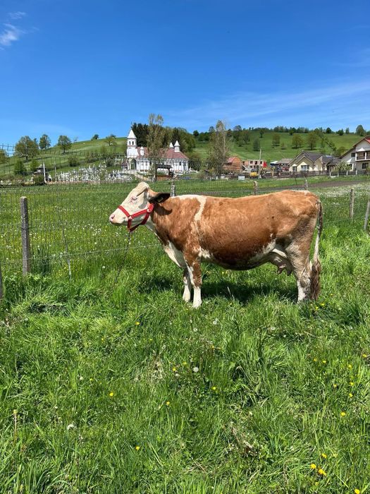 Vaca de vanzare 11000 RON neg.