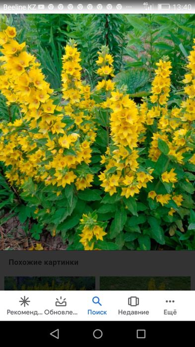 Продам все для сада цветы,ягоду,деревья