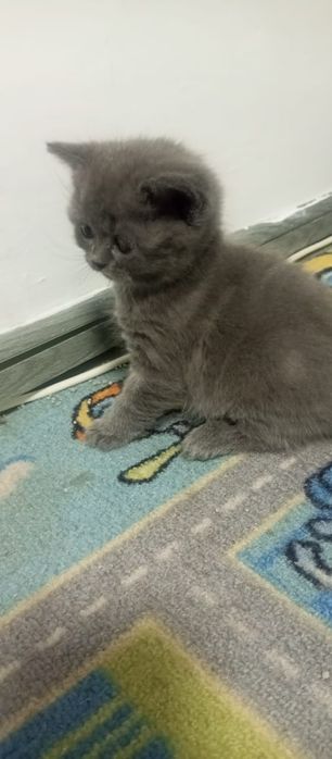 Котятки ищут дом