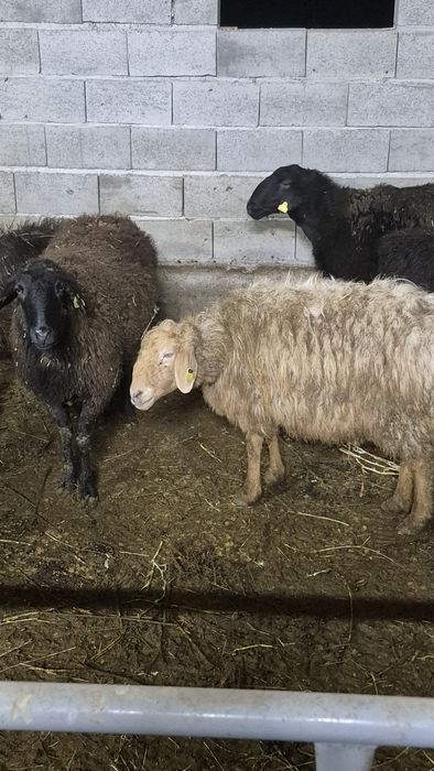 Семіз қойлар бар