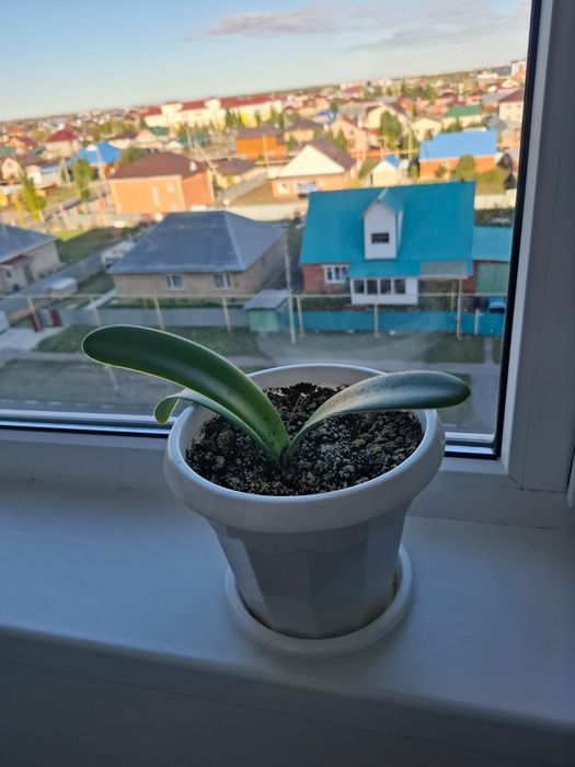 Продам домашние цветы