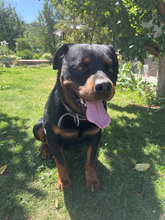 Ротвейлер на вязку