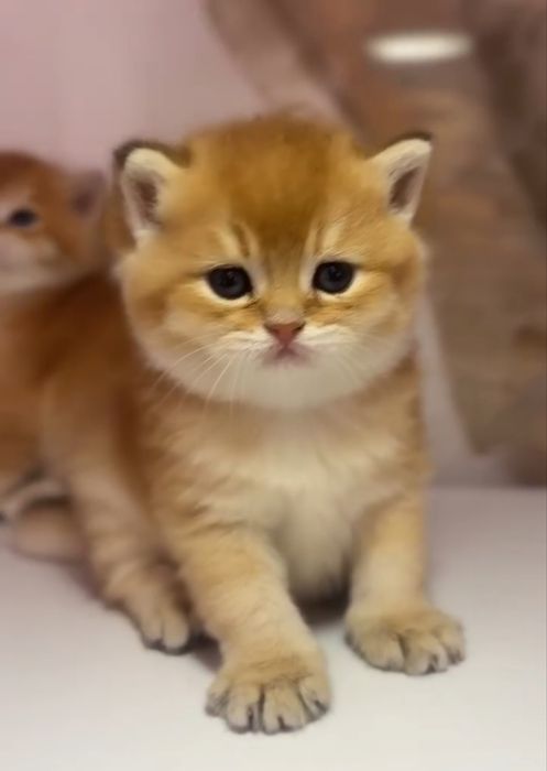 Фолд продан.Продаются шикарные котята Золотые шиншиллы