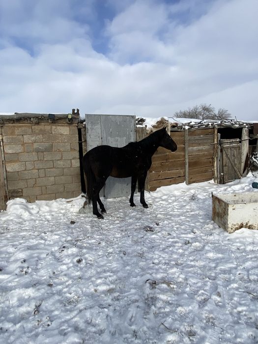 Агылшын айгыр сатылады