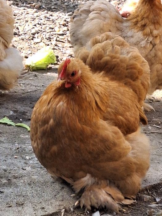 cochinchina pitic Galben