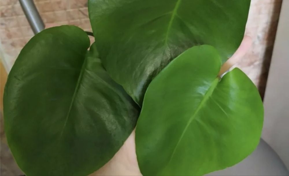 продам комнатные растения