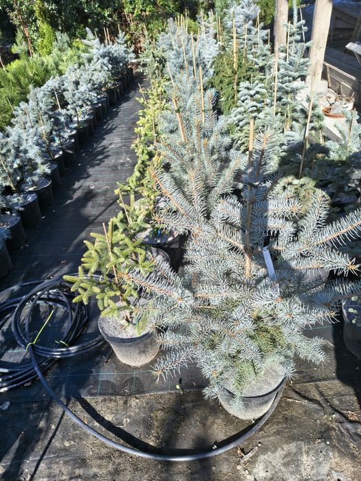 De vânzare plante ornamentale