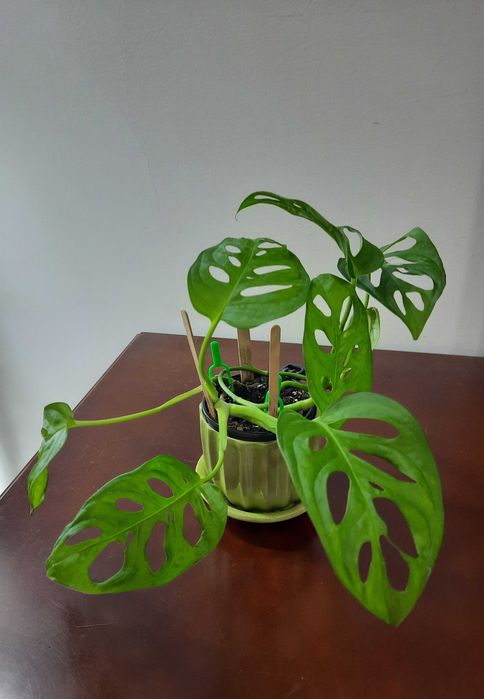 Монстера Адансона