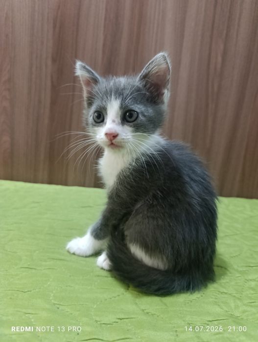 Отдам котенка в добрые руки