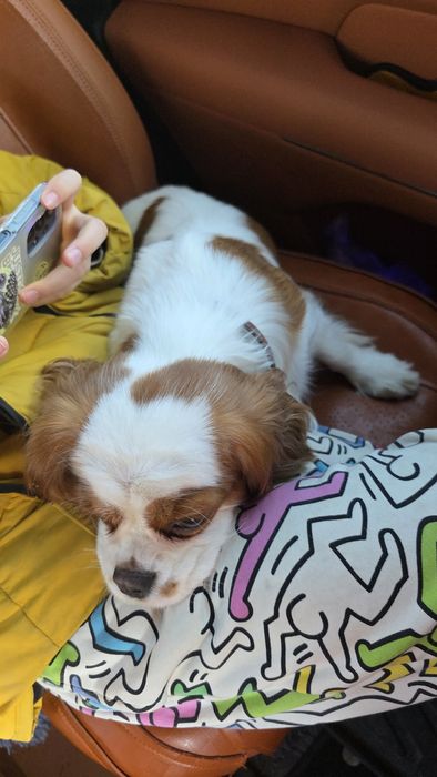 Кавалер Кинг Чарльз