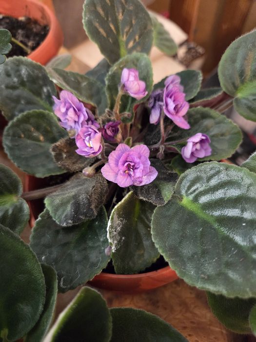 Продам фиалки цветущие