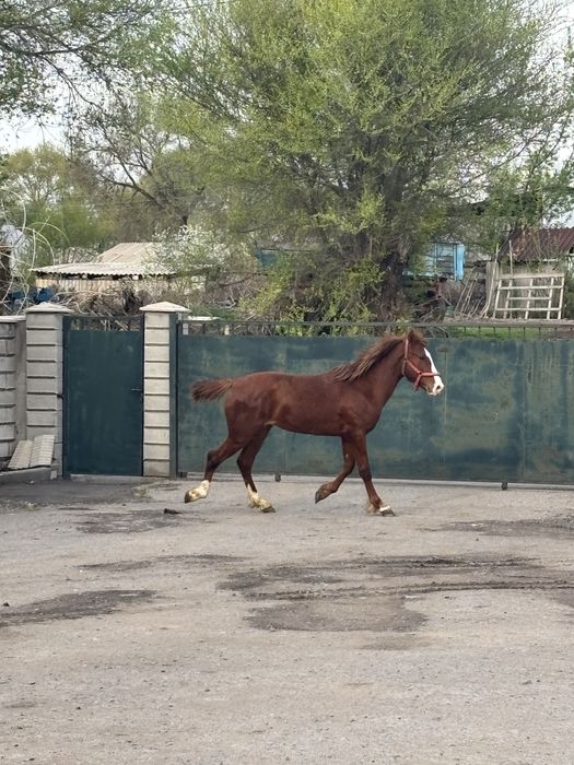 Ассалаумағалейкум осы құнан сатылады