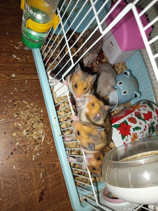 Продаю хамиков  серийские