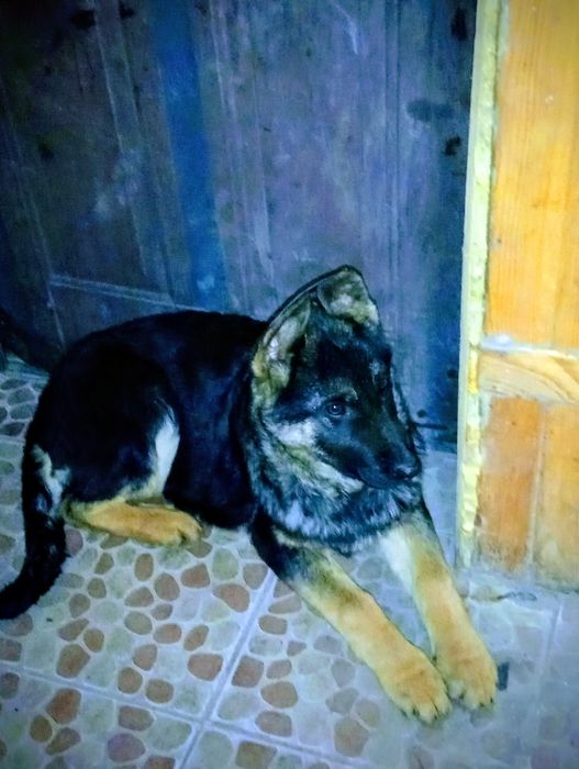 Питомник немецких овчарок РР