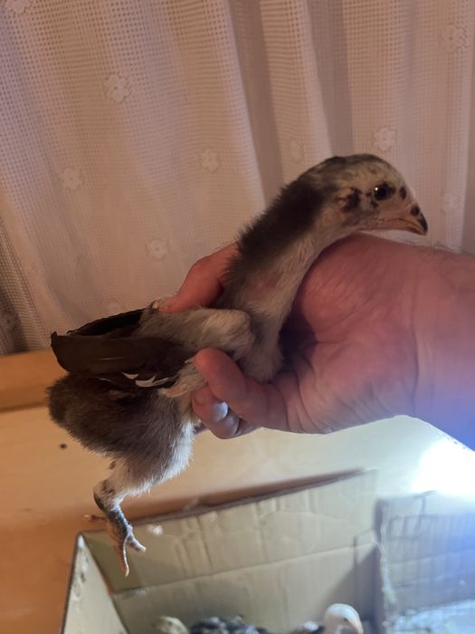 О Шамо цыплята дакан байцовые