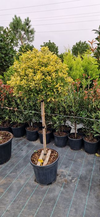 Photinia pe tija- Euonymus tija- Cupressocyparis leylandi - Prunus lau
