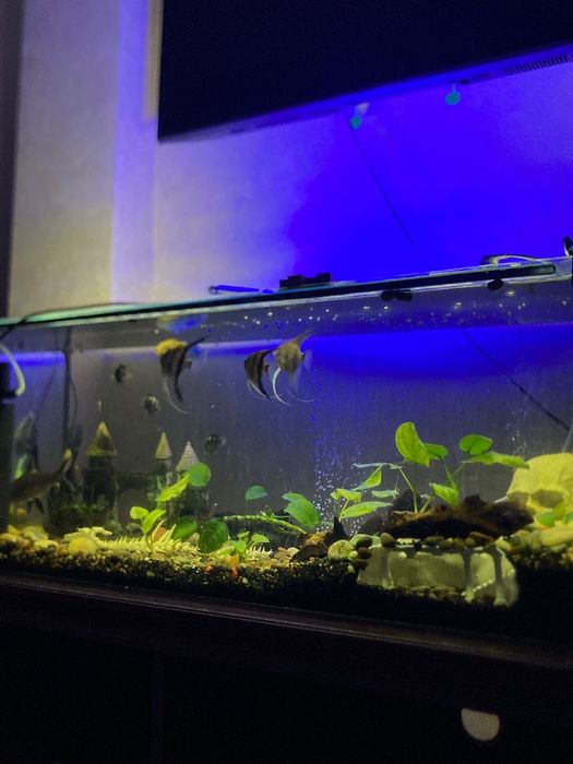 Продаю аквариум 150л