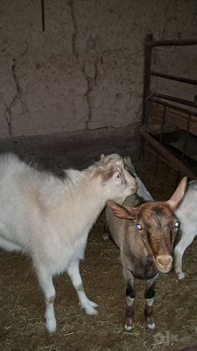 Alpin echki zanin