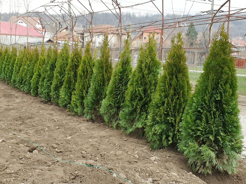 Pon pon, spirala, tuia, brazi, copaci ornamentali