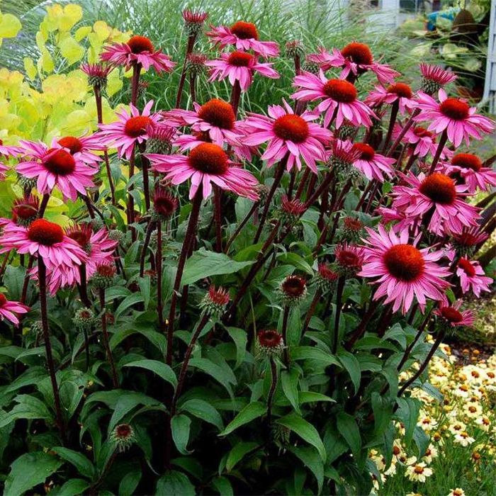 Студоустойчиви  многогодишни цветя