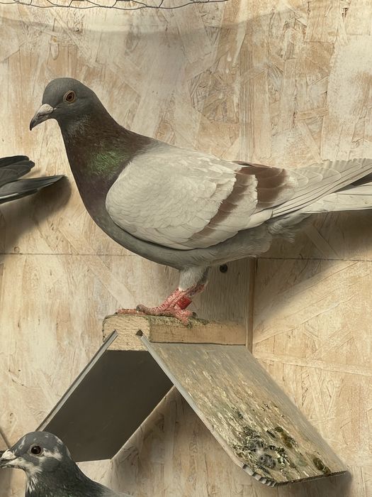 Porumbei de vanzare.