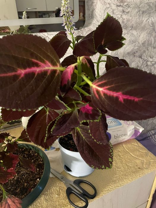 Продам домашние цветы