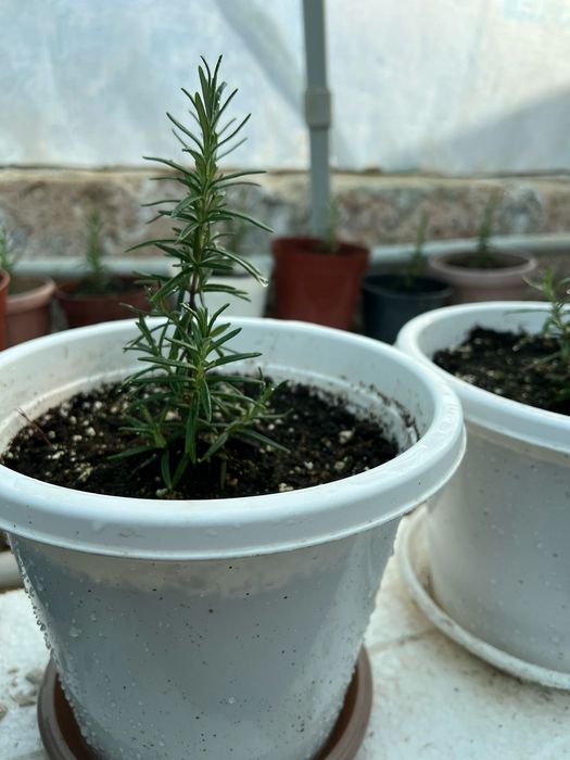 Розмарин свежий  всегда