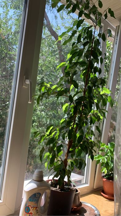 Продаю цветы «декабриста»розовые