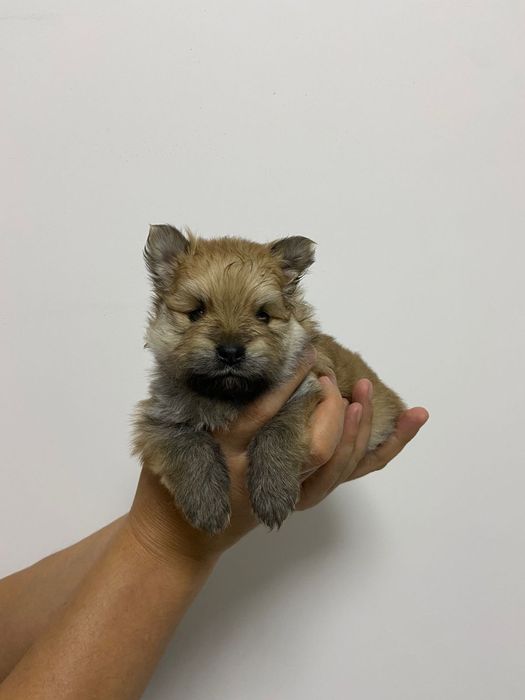 Кобель для вязки немецкий шпиц