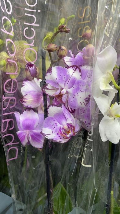 Орхидеи в наличии Кокшетау