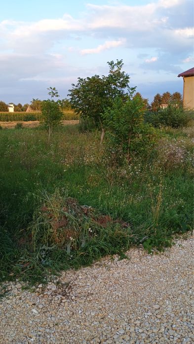 Teren de vanzare stupini