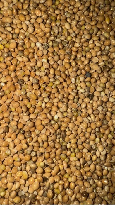 Продам просо желтое