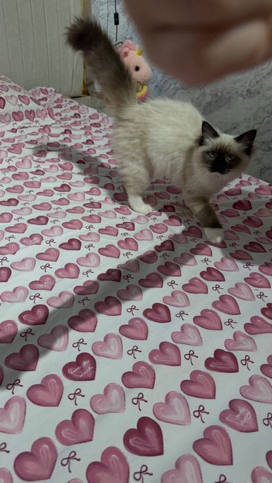 Siamski mushuk sotiladi hamma narsasi bilan ovqat idishlariyam bor