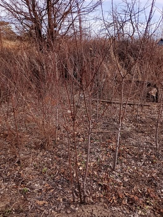 Дача в Черёмушки за 500 000т
