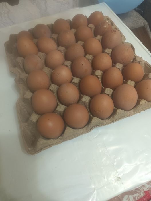 Үй жұмыртқасы бар