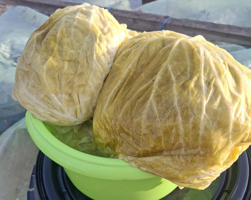 Varză murată Românească