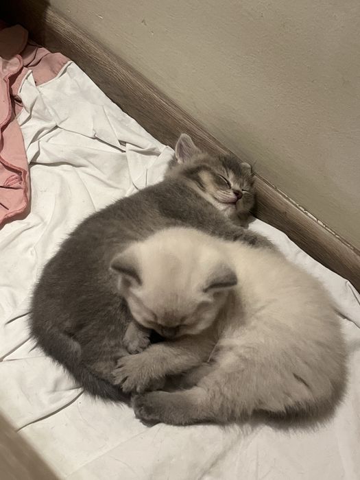 Британские котята