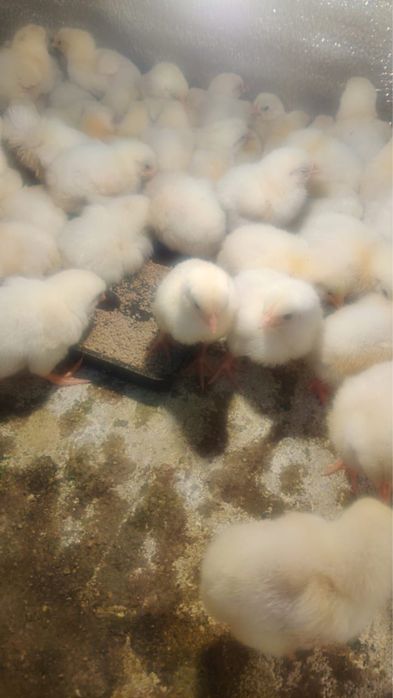 Продам бройлеров, вывелись 22 апреля