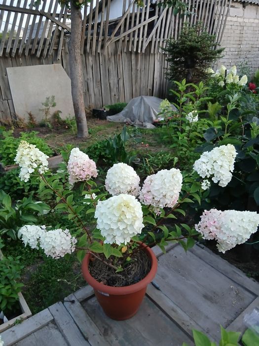 Продам Гортензии