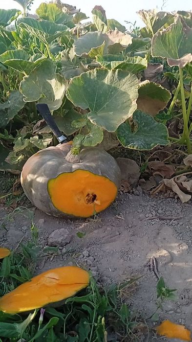 Ijaraga 30 sutx hovli