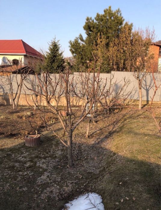 Обрезка и обработка плодовых деревьев.