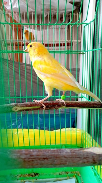 канарейки ( кенор )