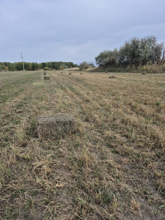 Жоңышқа. Люцерна