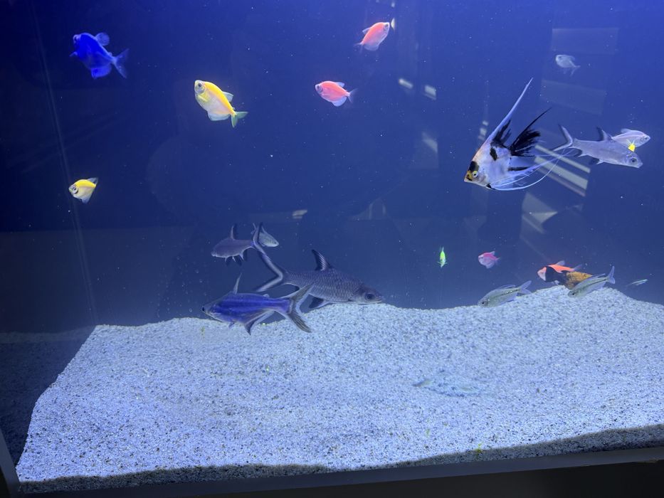 Акулы мирные разные виды ,от10,до20 см