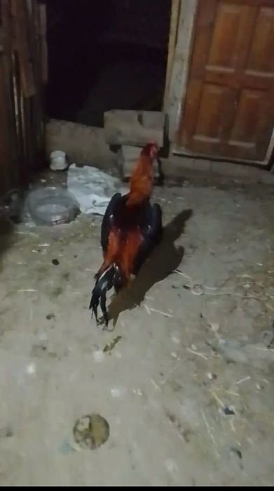 Дакан кораз сатылад